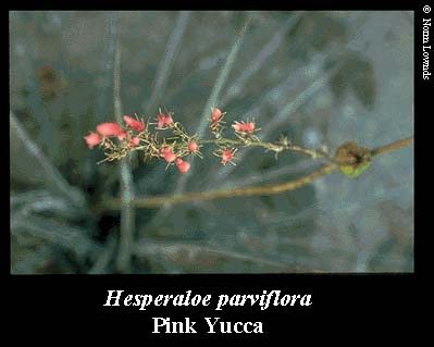 Image of pink Yucca flower