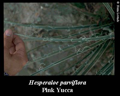 Image of Pink Yucca leaf