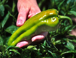 Image of green chile