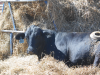 Photo of Cattle001