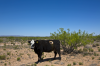 Photo of Chihuahuan018