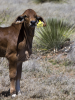 Photo of Chihuahuan037