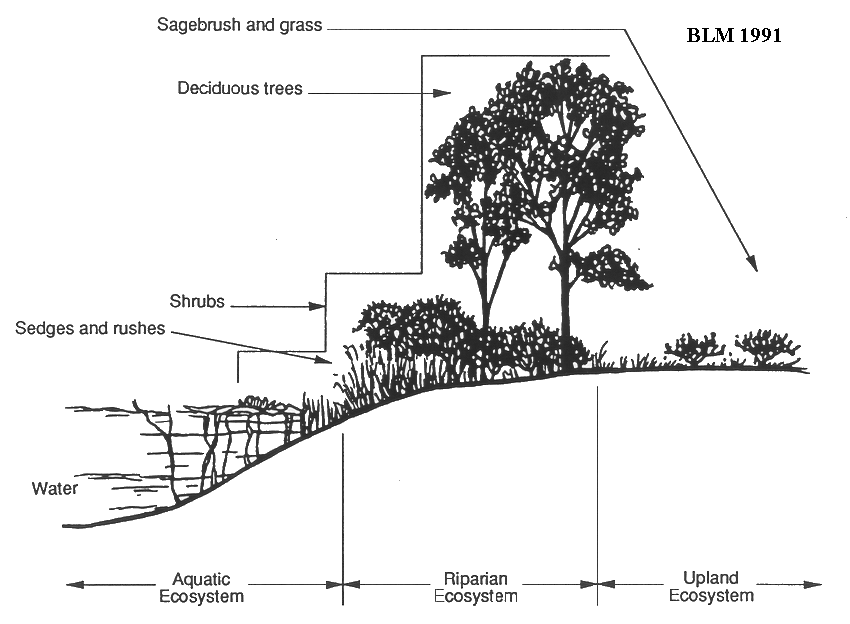 NMSU - Riparian Plants of New Mexico