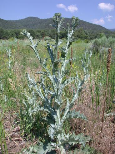 Image of a weed