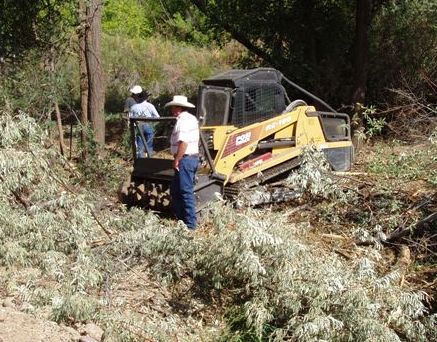 Image of Russian olive removal 