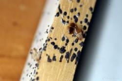 Image of a piece of wood covered with feces and a bed bug