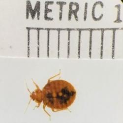 Image of a bed bug next to a ruler for millimeters