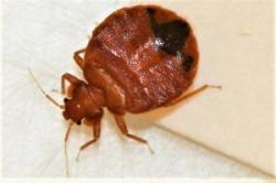 Image of a bed bug on the corner of a piece of paper
