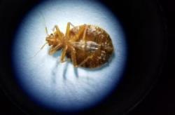 Image of a dead bed bug