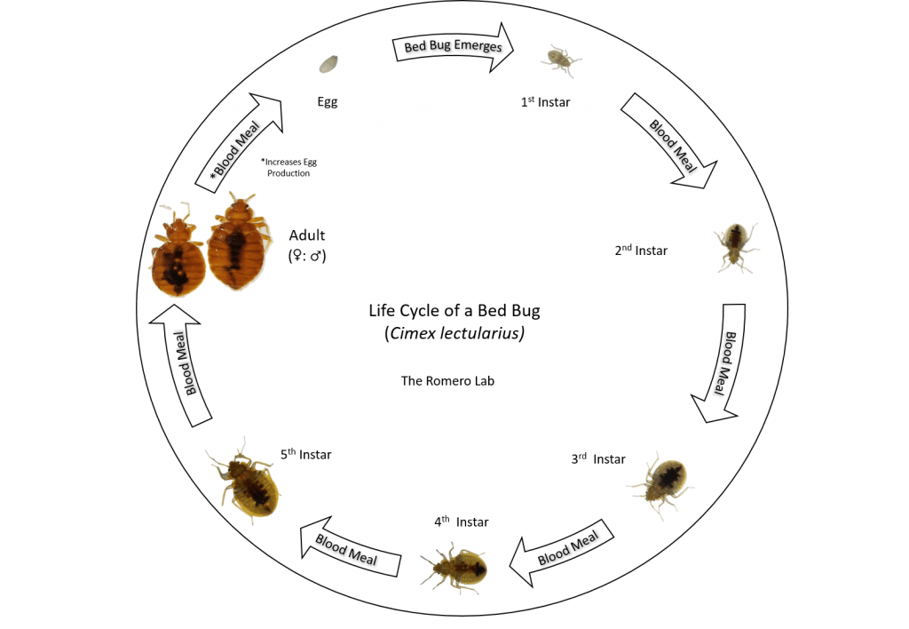 Image of a life cycle for a bed bug