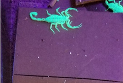 Image of Arizona Bark Scorpions Fluorescing Under a Black Light