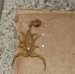 Image of an Arizona Bark Scorpion on Cardboard