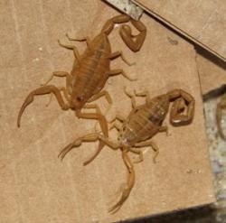 Image of Two Arizona Bark Scorpions on Cardboard
