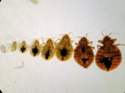 Image of all Bed Bug Life stages