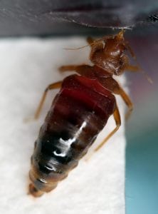 Image of a Bed Bug engorged with blood