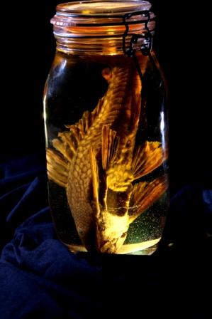 Image of fish in jar